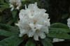 arboreum white-2